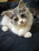 Doll Face Persian kitten (Maine Coon cat breed)